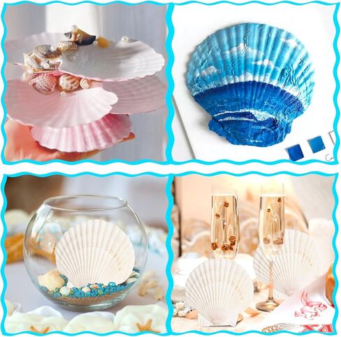 4 قطع من أصداف البطلينوس للحرف اليدوية، 4 ''-5'' أصداف صدفية طبيعية، صدف كبير للحرف اليدوية، الحفلات ذات الطابع الشخصي وديكور المنزل in Kuwait