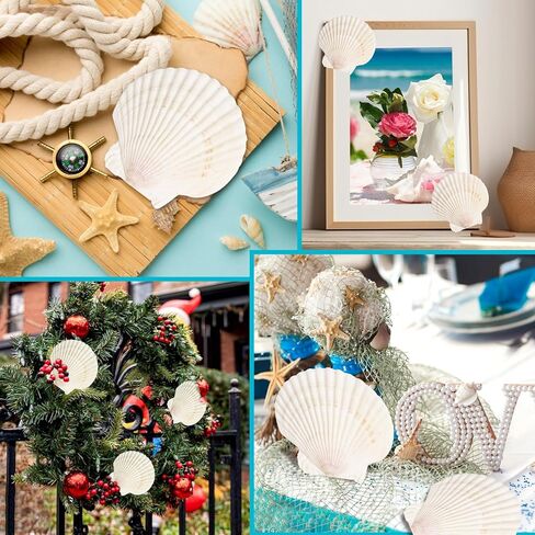 4 قطع من أصداف البطلينوس للحرف اليدوية، 4 ''-5'' أصداف صدفية طبيعية، صدف كبير للحرف اليدوية، الحفلات ذات الطابع الشخصي وديكور المنزل in Kuwait