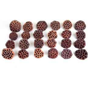 مجموعة قرون اللوتس المجففة مكونة من 25 كبسولة لتنسيق الزهور وديكور المنزل، ورؤوس بذور طبيعية لحشو المزهرية، وقطع مركزية من الزهور المجففة in Kuwait