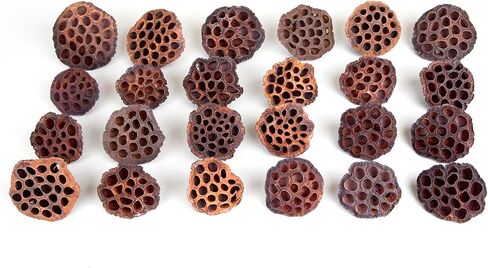 مجموعة قرون اللوتس المجففة مكونة من 25 كبسولة لتنسيق الزهور وديكور المنزل، ورؤوس بذور طبيعية لحشو المزهرية، وقطع مركزية من الزهور المجففة in Kuwait