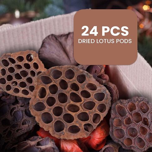 مجموعة قرون اللوتس المجففة مكونة من 25 كبسولة لتنسيق الزهور وديكور المنزل، ورؤوس بذور طبيعية لحشو المزهرية، وقطع مركزية من الزهور المجففة in Kuwait