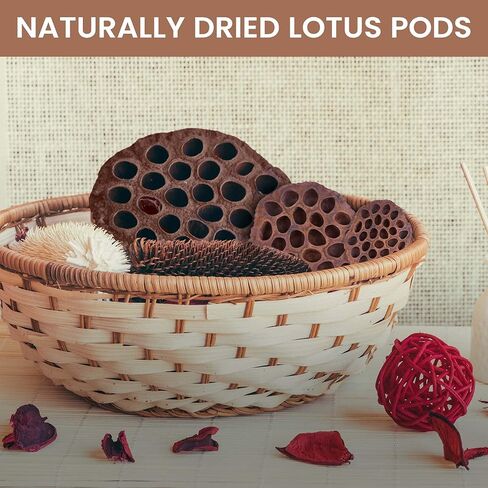 مجموعة قرون اللوتس المجففة مكونة من 25 كبسولة لتنسيق الزهور وديكور المنزل، ورؤوس بذور طبيعية لحشو المزهرية، وقطع مركزية من الزهور المجففة in Kuwait