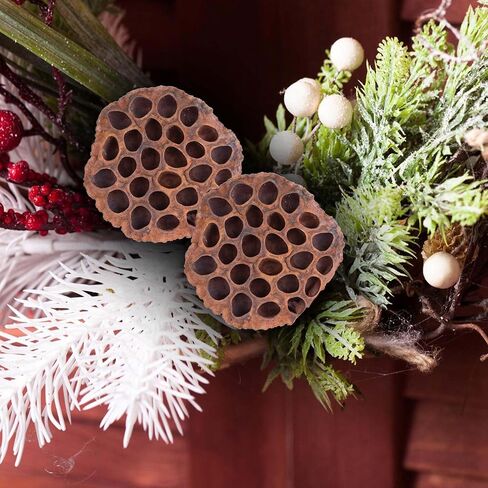 مجموعة قرون اللوتس المجففة مكونة من 25 كبسولة لتنسيق الزهور وديكور المنزل، ورؤوس بذور طبيعية لحشو المزهرية، وقطع مركزية من الزهور المجففة in Kuwait