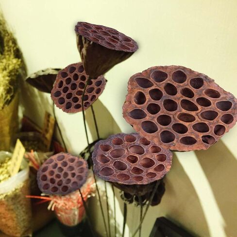 مجموعة قرون اللوتس المجففة مكونة من 25 كبسولة لتنسيق الزهور وديكور المنزل، ورؤوس بذور طبيعية لحشو المزهرية، وقطع مركزية من الزهور المجففة in Kuwait