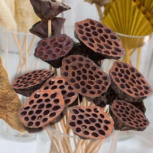 مجموعة قرون اللوتس المجففة مكونة من 25 كبسولة لتنسيق الزهور وديكور المنزل، ورؤوس بذور طبيعية لحشو المزهرية، وقطع مركزية من الزهور المجففة in Kuwait