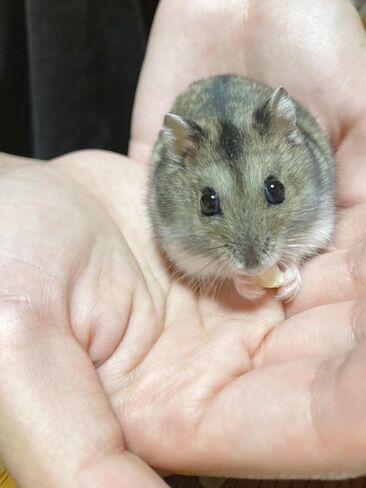 Nachewral Freeze-Dried Tofu Treat for Hamsters, Rabbit and Other Small Animals. in Saudi Arabia