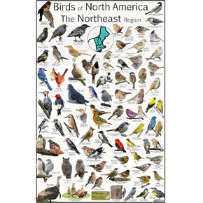 أين طيور الحياة البرية في أمريكا الشمالية المنطقة الشمالية الشرقية - توفر 73 تعريفًا للطيور - ملصق مراقبة الطيور في الفناء الخلفي - مخطط علوم الطبيعة (8 × 12 بوصة) in Kuwait