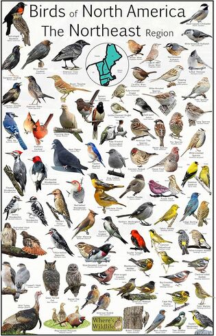 أين طيور الحياة البرية في أمريكا الشمالية المنطقة الشمالية الشرقية - توفر 73 تعريفًا للطيور - ملصق مراقبة الطيور في الفناء الخلفي - مخطط علوم الطبيعة (8 × 12 بوصة) in Kuwait