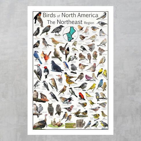 أين طيور الحياة البرية في أمريكا الشمالية المنطقة الشمالية الشرقية - توفر 73 تعريفًا للطيور - ملصق مراقبة الطيور في الفناء الخلفي - مخطط علوم الطبيعة (8 × 12 بوصة) in Kuwait