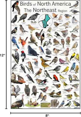 أين طيور الحياة البرية في أمريكا الشمالية المنطقة الشمالية الشرقية - توفر 73 تعريفًا للطيور - ملصق مراقبة الطيور في الفناء الخلفي - مخطط علوم الطبيعة (8 × 12 بوصة) in Kuwait