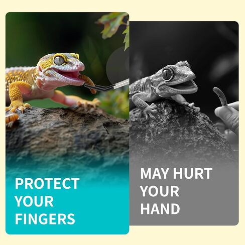 3 Pcs Stainless Steel Reptile Feeding Tool Set with 2 Rubber Tipped Tongs and 1 Crested Gecko Feeding Spoon, Crested Gecko Tank Accessories for Geckos, Lizards, Bearded Dragons, and Small Animals in Kuwait