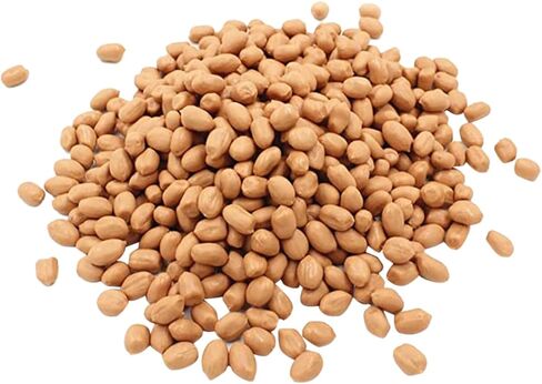 1bag Artificial Groundnut Kernels Fake Peanut Models for Photography Props Realistic Simulation Nuts for Home Decor and Events for Displays and Craft Projects in Saudi Arabia