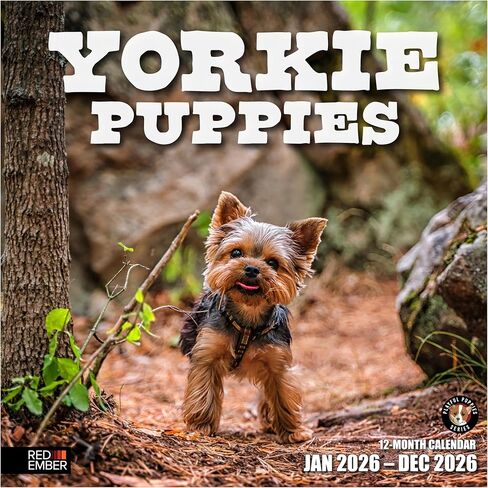 RED EMBER Yorkie Puppies Yorkshire Terriers 2026 Wall Calendar 12 Month | 12" x 24" Open | Thick & Sturdy Paper | Holiday Gift | Cute Puppy Dog Calendar 2026 in Saudi Arabia