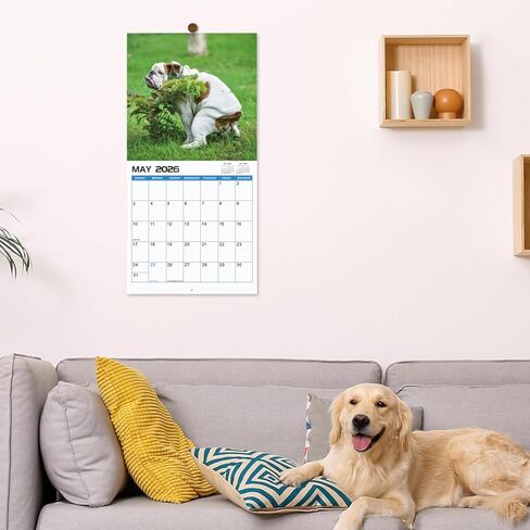 2024-2025 Wall Calendar – 18 Monthly Pooping Dogs Calendar 2024-2025, Jul 2024 - Dec 2025, Funny Dog Calendar Gag Gifts, 11.8" x 23.6" (Open), 11.8" x 11.8"(Closed), Perfect White Elephant Gift Funny in Kuwait