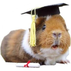 Small Animal Graduation Caps Mini Bachelor Hats with Bright Tassel Costume for Guinea Pigs,Hedgehog,Bird,Turtles,Hamster,Bearded Dragon,Rabbit,Ferret Photo Props Hat Holiday Costume Accessory (Blue)