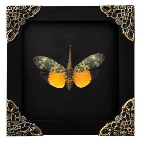 Real Lanternfly Butterfly Black Framed Dried Bug Shadow Box Wooden Taxidermy Handmade Display Oddity Wall Art Hanging Art Living Room Bedroom Home Decor K12-55-DE
