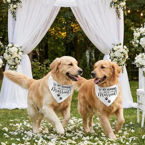 Engagement Gift, My Humans are Getting Married Dog Bandana, Wedding Photo Prop, Pet Scarf, Dog Engagement Announcement Gifts for Couples, Pet Accessories,White in Kuwait