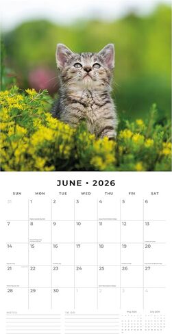 Red Robin 2026 Cute Kittens Monthly Wall Calendar | 12" x 24" Open | Premium Thick & Sturdy Paper | Hangable 12 Month Calendar | Lined Notes & To Do Area | Vivid Images | Plastic Free in Saudi Arabia