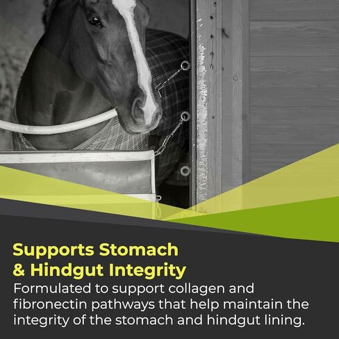 GastroMend XC, 100% Natural Equine Stomach Health for Horses, Promotes Healing & Prevention of Gastric Ulcers, Highly Potent & Effective, Supports Gastric and Hindgut Health, 30 Servings, Made in USA in Kuwait