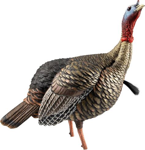 Avian-X HDR Jake Turkey Decoy | Rugged Durable Realistic Lifelike Quarter-Strut Body Standing Hunting Decoy with 2 Removable Heads, Mounting Stake & Carry Bag in Kuwait
