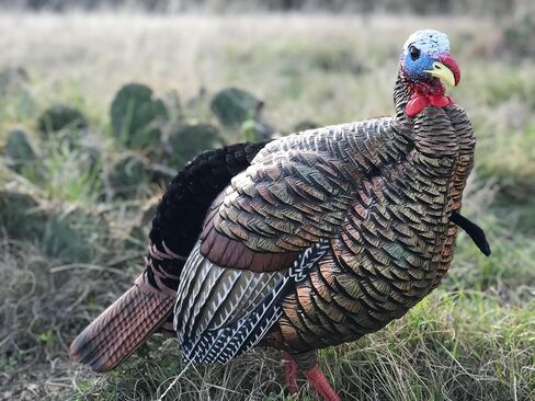 Avian-X HDR Jake Turkey Decoy | Rugged Durable Realistic Lifelike Quarter-Strut Body Standing Hunting Decoy with 2 Removable Heads, Mounting Stake & Carry Bag in Kuwait