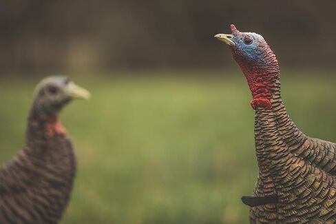 Avian-X HDR Jake Turkey Decoy | Rugged Durable Realistic Lifelike Quarter-Strut Body Standing Hunting Decoy with 2 Removable Heads, Mounting Stake & Carry Bag in Kuwait