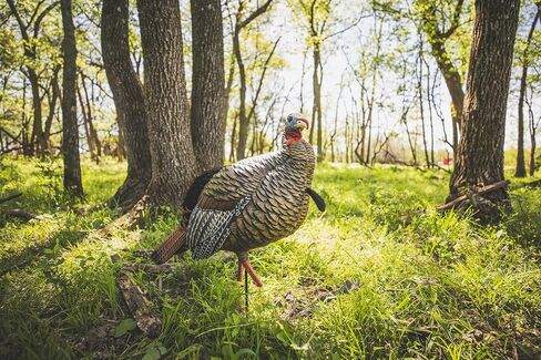 Avian-X HDR Jake Turkey Decoy | Rugged Durable Realistic Lifelike Quarter-Strut Body Standing Hunting Decoy with 2 Removable Heads, Mounting Stake & Carry Bag in Kuwait