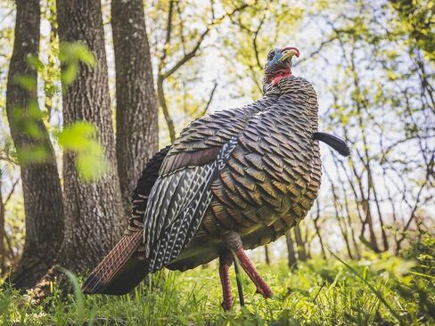 Avian-X HDR Jake Turkey Decoy | Rugged Durable Realistic Lifelike Quarter-Strut Body Standing Hunting Decoy with 2 Removable Heads, Mounting Stake & Carry Bag in Kuwait