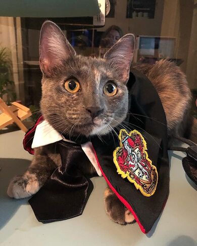 Halloween Cat Cape with Neck Tie Halloween Cat Costumes Small Dog Costumes Pet Halloween Apparels Cosplay Costume Pet Photo Props Supplies in Saudi Arabia