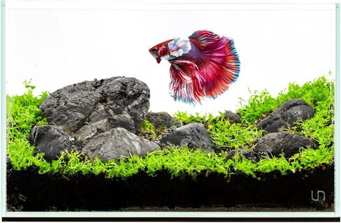 UNS Ultra Clear Rimless Tank - 0.5GAL | 2L - 6.29x6.29x3.14 | 16x16x8 CM, 5mm Glass Thickness, Leveling Mat Included - Low Iron, High Clarity Fish Tank w/ 45° Mitered Edge - [16S] in Kuwait