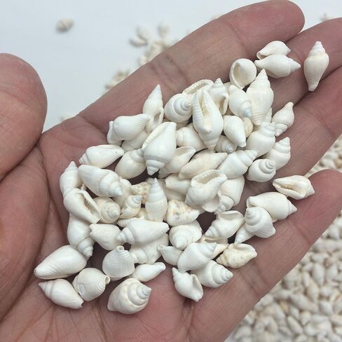 بيبيرلونلي قذائف حلزون ناساريوس بيضاء صغيرة، 8 أونصة تقريبًا. 1200+ غلاف PC، 1/4 بوصة ~ 3/4 بوصة in Saudi Arabia