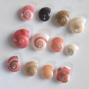 Small Sea Shells for Crafting 2000pcs Colorful Tiny Seashells, Shiny Mini Spiral Conch Natural Shells for Crafts Charms/Home Beach Theme Decorations Candle Decor DIY Fish Tank and Beach Vase Filler in Kuwait