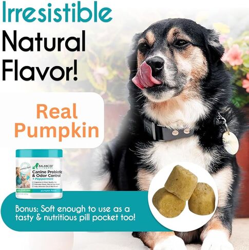 Balanced Breed Dog Probiotics Digestive Gut Health Chew Made in USA Non-GMO Vet-Pharmacist Approved Fortiflora Probiotics Dogs Anti Yeast Supplement Constipation Relief Dog Yeast Itchy Skin Itchy Ears in Saudi Arabia