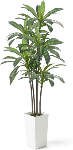 شجرة Dracaena الاصطناعية من Fencer Wire مقاس 60 بوصة بطول 5 أقدام - نبات صناعي ممتاز في وعاء أبيض مع طحلب - ديكور أرضي نابض بالحياة لغرفة المعيشة والمكتب والمنزل - صيانة منخفضة in Kuwait