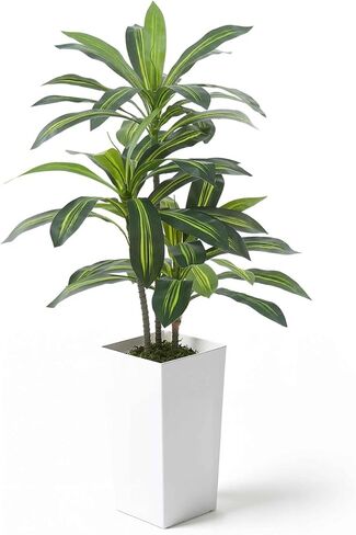 شجرة Dracaena الاصطناعية من Fencer Wire مقاس 60 بوصة بطول 5 أقدام - نبات صناعي ممتاز في وعاء أبيض مع طحلب - ديكور أرضي نابض بالحياة لغرفة المعيشة والمكتب والمنزل - صيانة منخفضة in Saudi Arabia