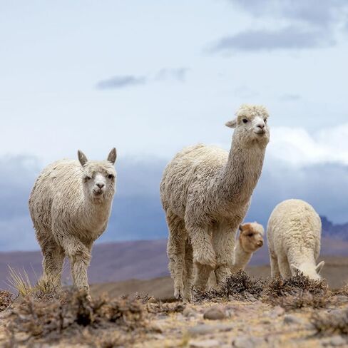 WARRIOR ALPACA SOCKS - Unisex Ultimate Toasty Trekkers - Thick, Warm, Alpaca Socks For Men & Women to Wear with Shoes. in Saudi Arabia