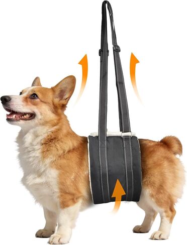 حزام رفع الكلاب المحمول حبال الكلاب، دعم الورك والساق الخلفية للكلاب الكبيرة، مساعد إعادة تأهيل لكبار السن المصابين والمعاقين جراحة الرباط الصليبي الأمامي K9 (M) in Kuwait