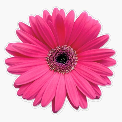 Magnet Pink Gerbera Gerber Daisy Flower s Viny Magnetic Bumper Sticker 5" in Kuwait