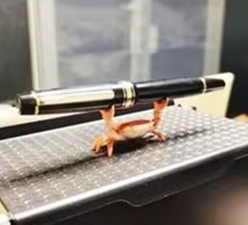 Crab Pen Holder, Cute Storage Rack, Creative Desk Pen Stand, Weightlifting Crabs Pen Rack, Office Home Desktop Decoration in Saudi Arabia