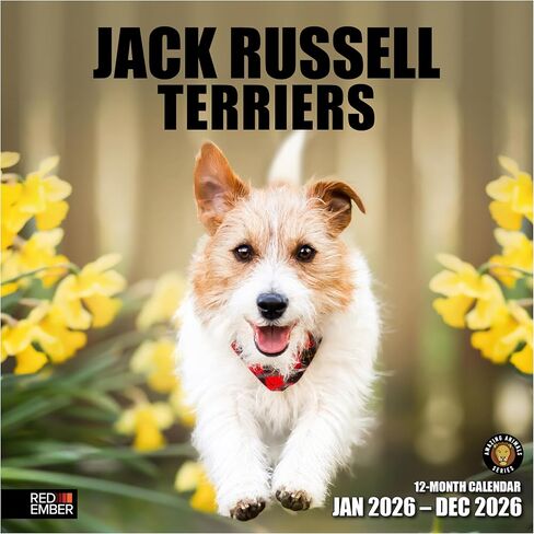 RED EMBER Jack Russell Terriers 2024 Hangable Monthly Wall Calendar | 12" x 24" Open | Thick & Sturdy Paper | Giftable | Cute Dog | Next-Level Adorable in Kuwait