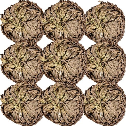 14-Pack Dried Rose of Jericho, Selaginella Resurrection Grass, Dried Fern Scale Leaf Prayer Plant, Symbol of Abundance and Prosperity, Ideal for Home Decoration and Spiritual Healing in Saudi Arabia