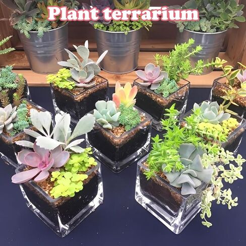 12 Pack 3 x 3 x 3 Inch Square Glass Vases, Clear Square Vases for Centerpieces, Glass Cube Flower Vases Short Vases for Candle Holder Events Wedding Party Home Decoration in Kuwait