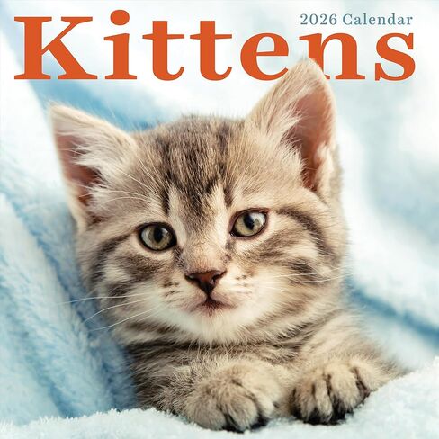 TF Publishing 2026 Kittens Wall Calendar - Large Grids for Appointments and Scheduling - Vertical Monthly Wall Calendar 2026 with Premium Gloss Paper for Home and Office Organization - 12in x 12in in Saudi Arabia