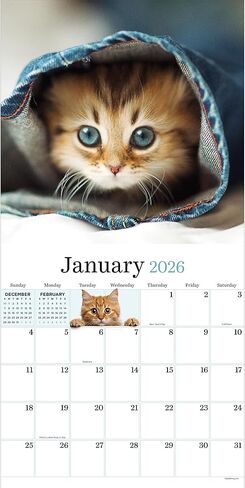 TF Publishing 2026 Kittens Wall Calendar - Large Grids for Appointments and Scheduling - Vertical Monthly Wall Calendar 2026 with Premium Gloss Paper for Home and Office Organization - 12in x 12in in Saudi Arabia