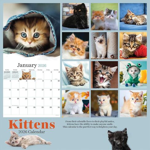 TF Publishing 2026 Kittens Wall Calendar - Large Grids for Appointments and Scheduling - Vertical Monthly Wall Calendar 2026 with Premium Gloss Paper for Home and Office Organization - 12in x 12in in Saudi Arabia