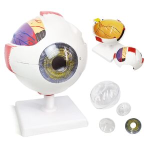 6X Enlarged Human Eye Anatomical Model, 6 Parts Eyeball Anatomical Model Showing Optic Nerve Cornea Iris Lens and Vitreous Body with Detachable Stand for Medical Classroom Teaching Research