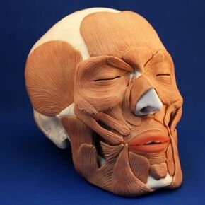 Wellden Medical Anatomical Skull with Facial Musculature Model