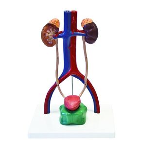 Vision Scientific VAU429 Urinary System | 4 Parts, Larger-Than-Life Size | Dissected Structure of Kidney | Internal Structure of Bladder, Origins of Renal Artery & Vein with Key Card