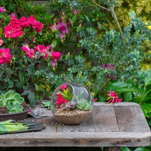 balacoo 3 Pcs Glass Terrariums Bowl for Plants, Terrarium Jar for Air Plant Clear Globe Vase Glass Bowl for Home Desktop Decor in Kuwait