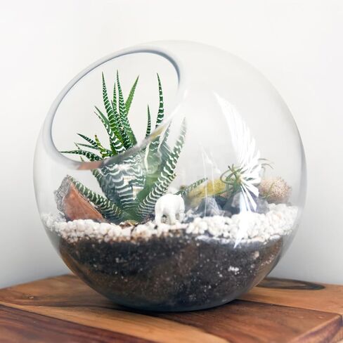 balacoo 3 Pcs Glass Terrariums Bowl for Plants, Terrarium Jar for Air Plant Clear Globe Vase Glass Bowl for Home Desktop Decor in Kuwait